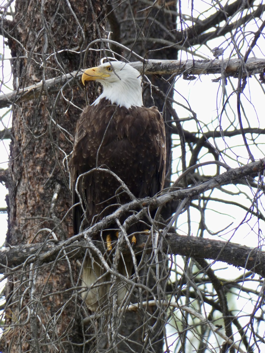 Bald Eagle - ML620007710