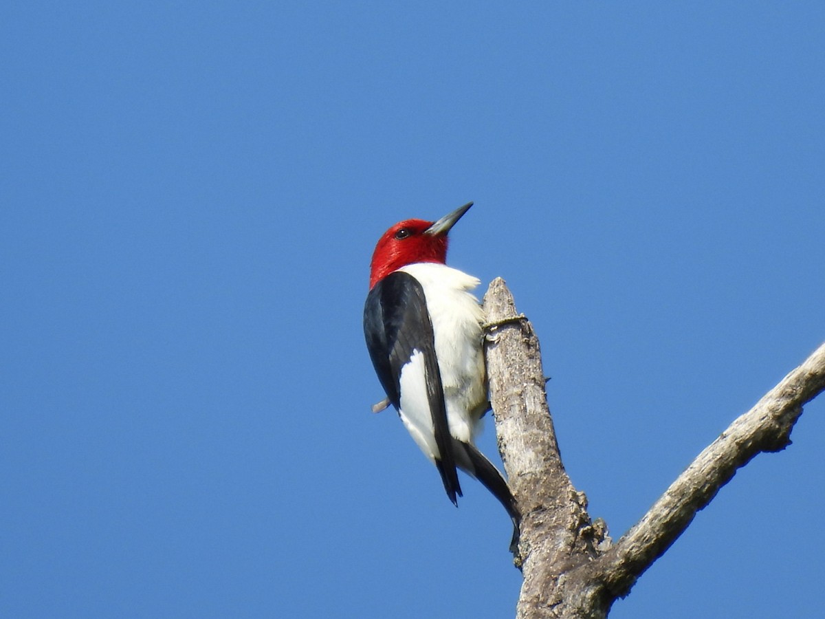 Pic à tête rouge - ML620007714