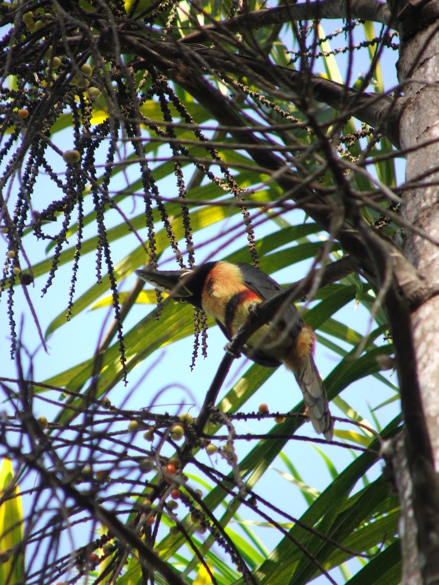 Collared Aracari - ML620007716