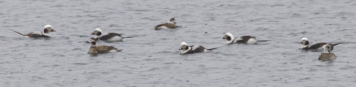 Long-tailed Duck - ML620007722