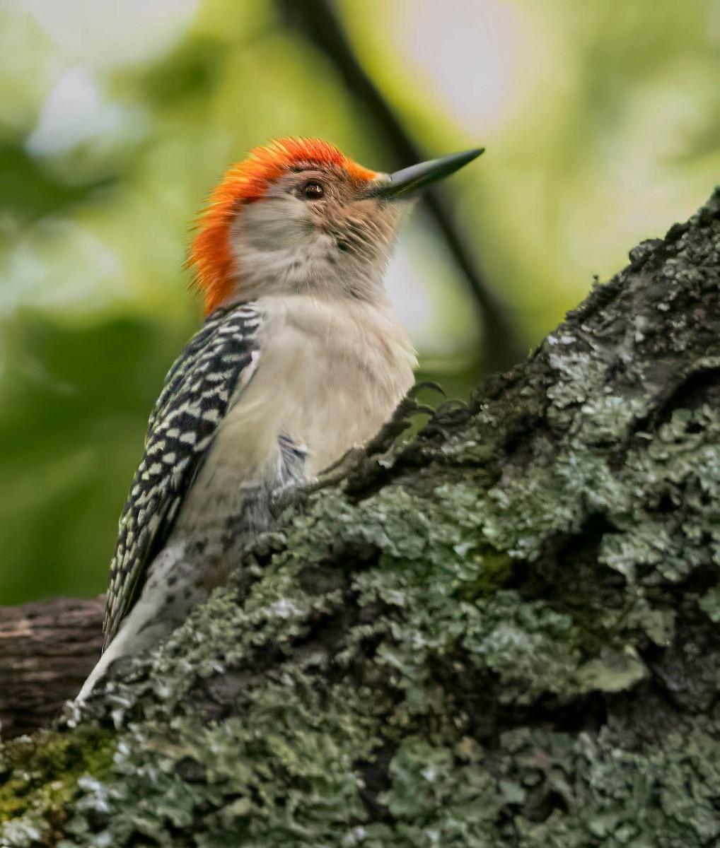 Red-bellied Woodpecker - ML620007727