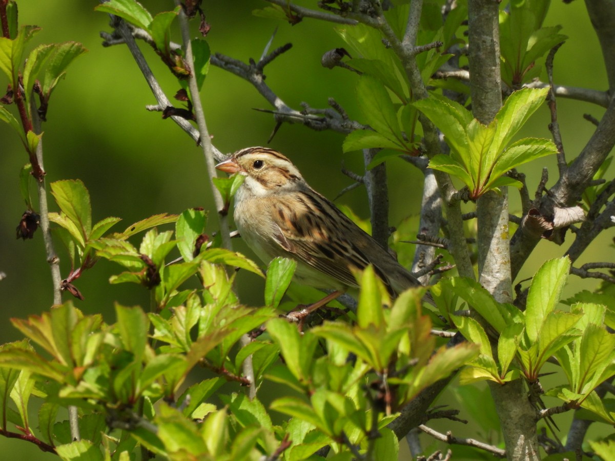 Clay-colored Sparrow - ML620007728