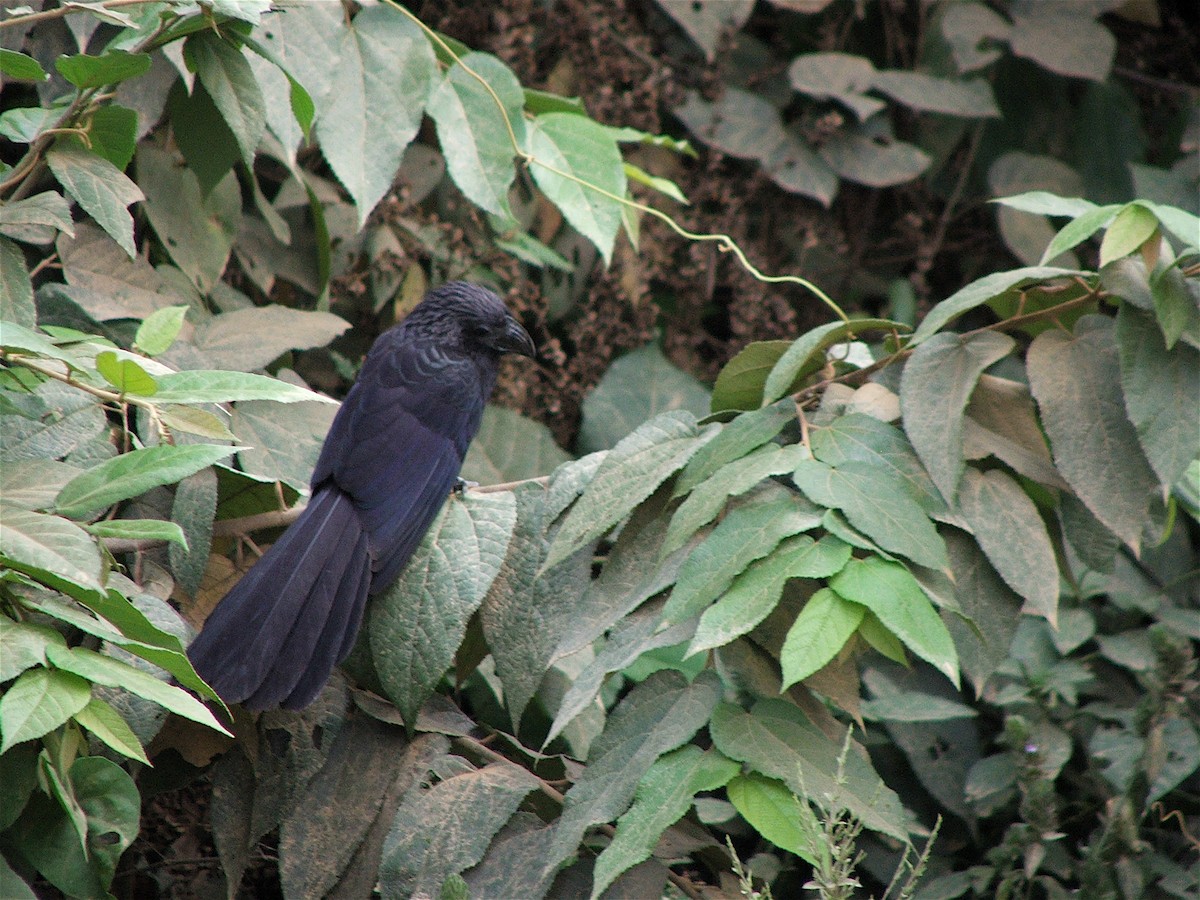 Groove-billed Ani - ML620007747