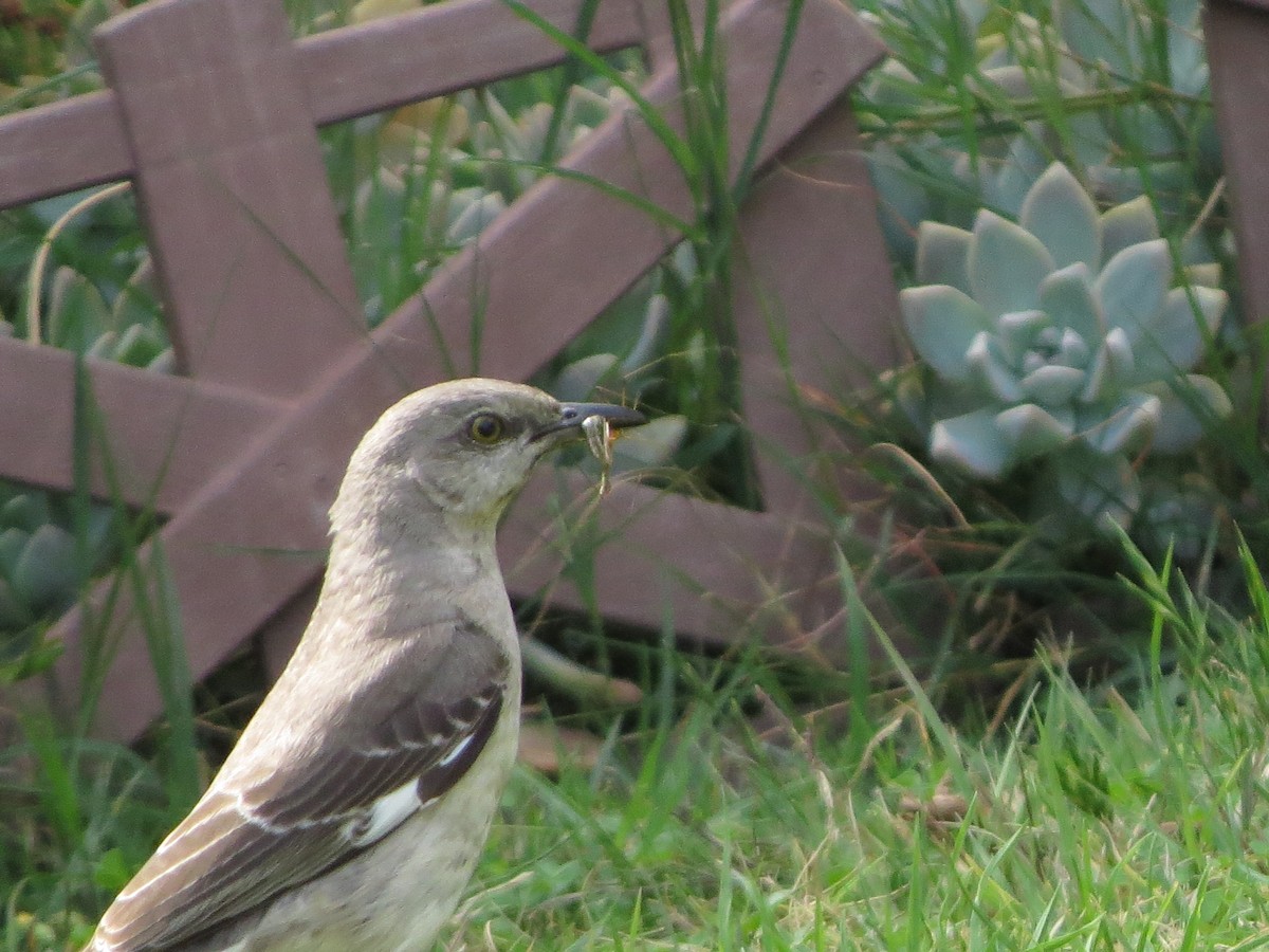 Northern Mockingbird - ML620007758