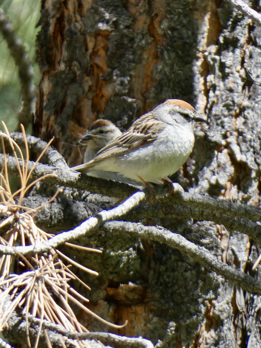 Chipping Sparrow - ML620007769