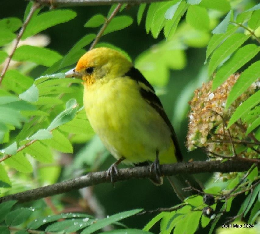 Western Tanager - ML620007770