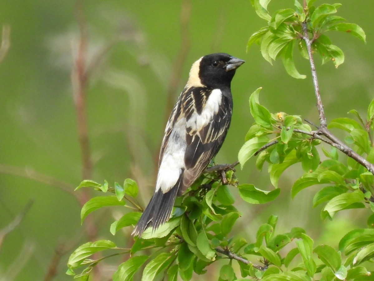 bobolink americký - ML620007772