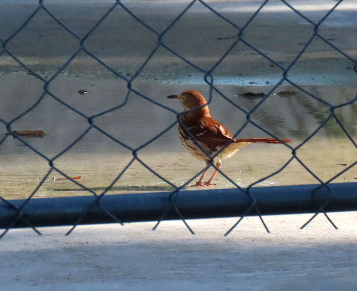 Brown Thrasher - ML620007773