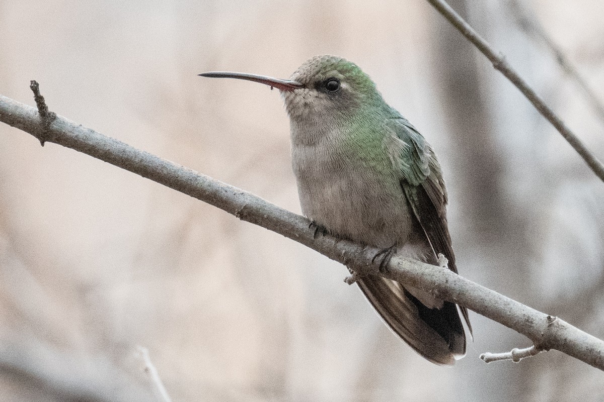 Broad-billed Hummingbird - ML620007778