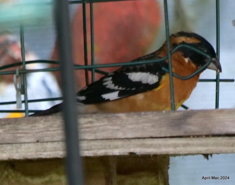 Black-headed Grosbeak - ML620007780