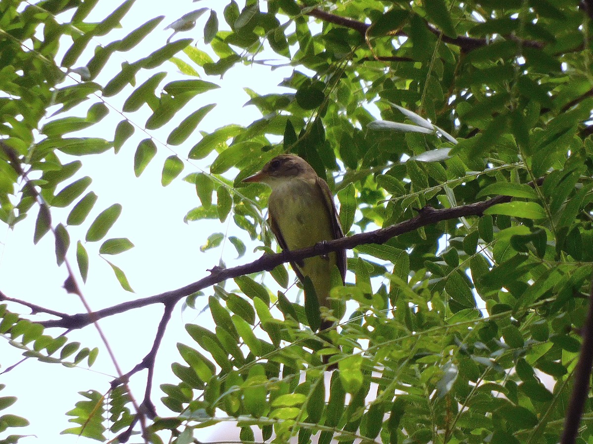 Willow Flycatcher - ML620007786