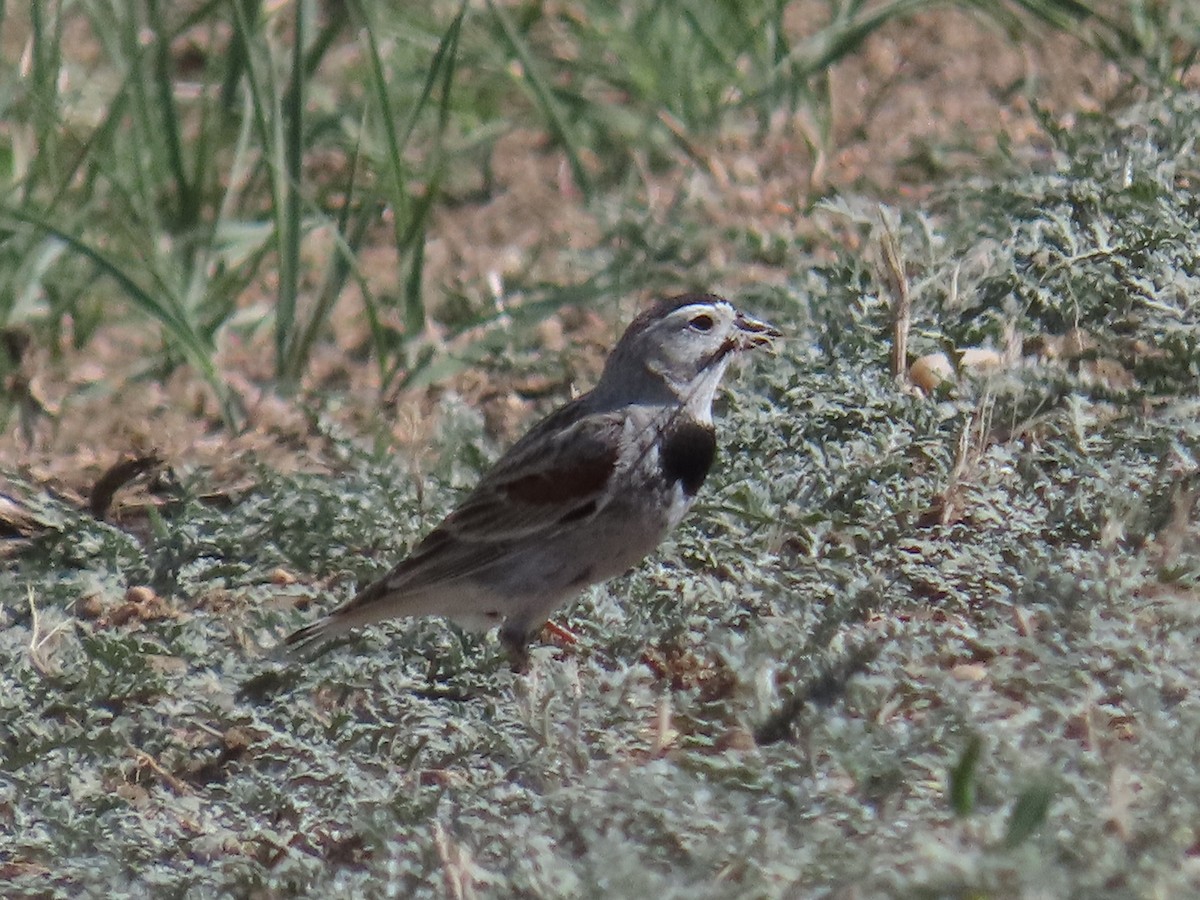Thick-billed Longspur - ML620007798