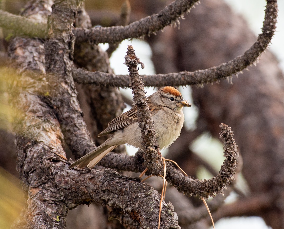 Chipping Sparrow - ML620007799