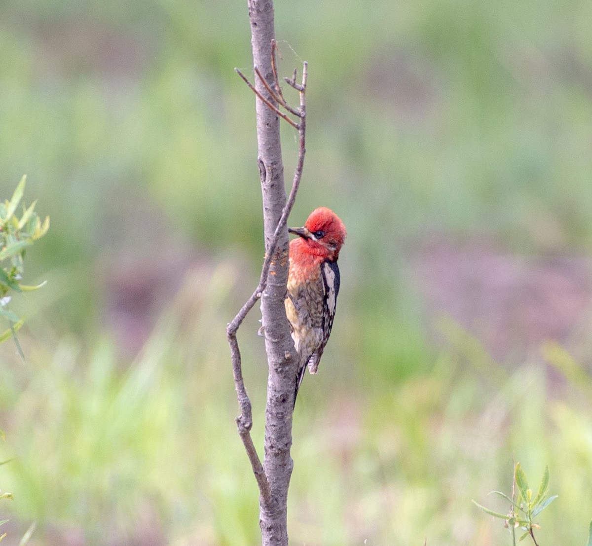 Red-breasted Sapsucker - ML620007803