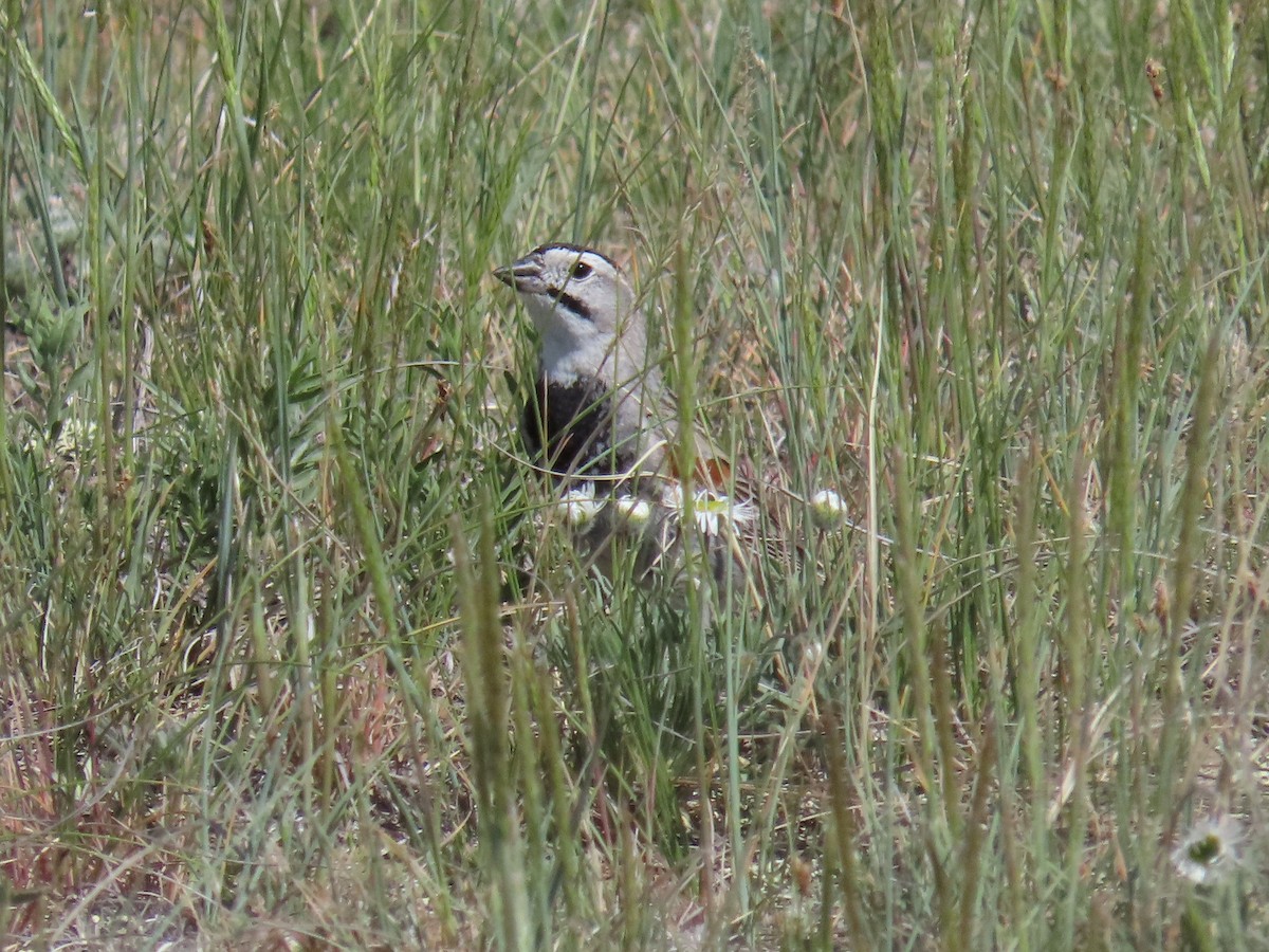 Thick-billed Longspur - ML620007807