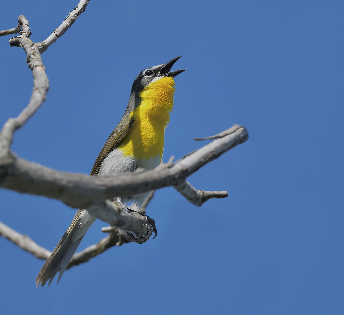 Yellow-breasted Chat - ML620007808