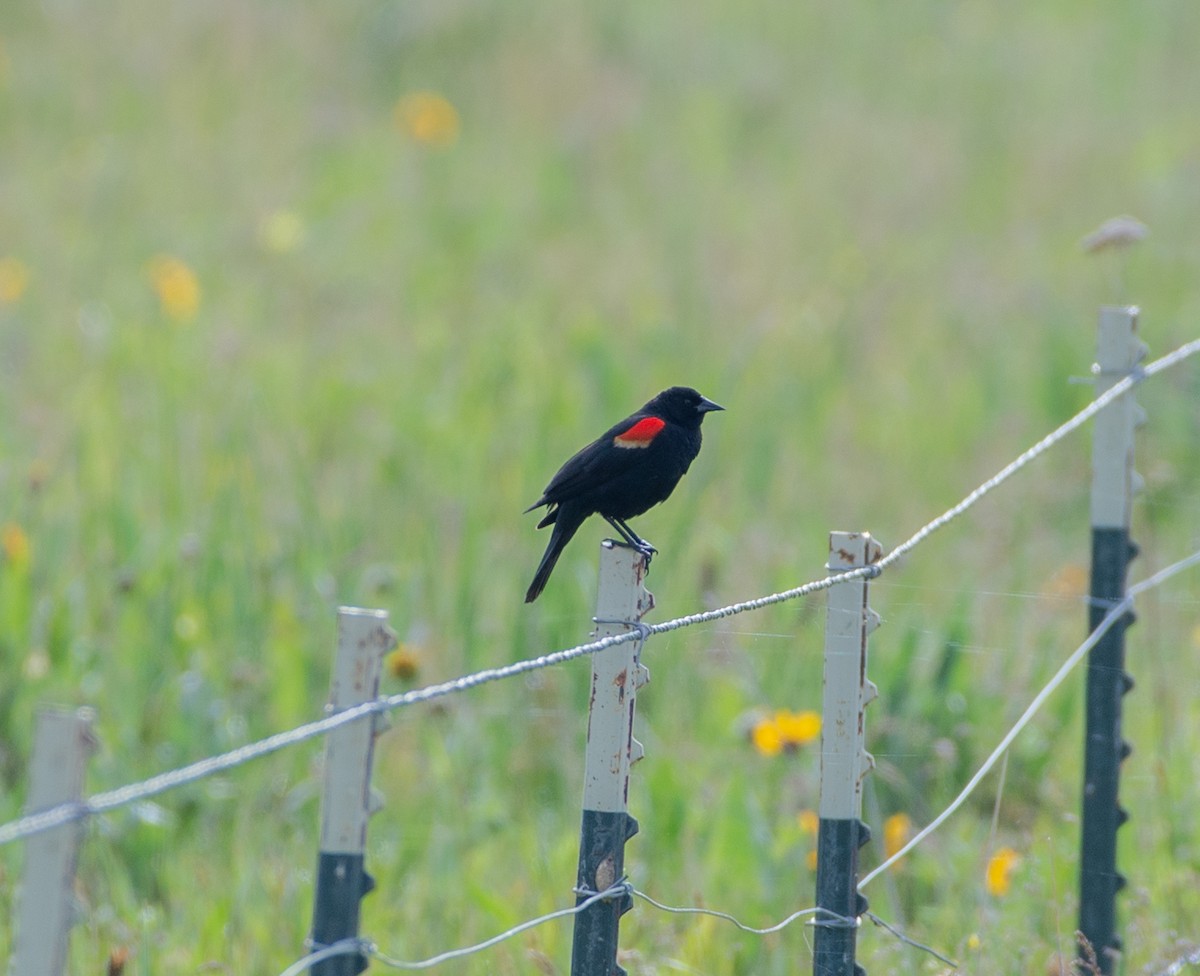Red-winged Blackbird (Red-winged) - ML620007809