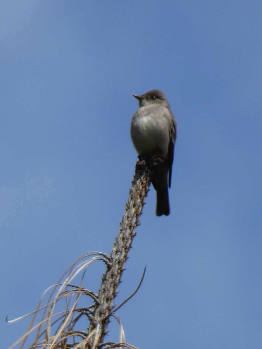 Western Wood-Pewee - ML620007822