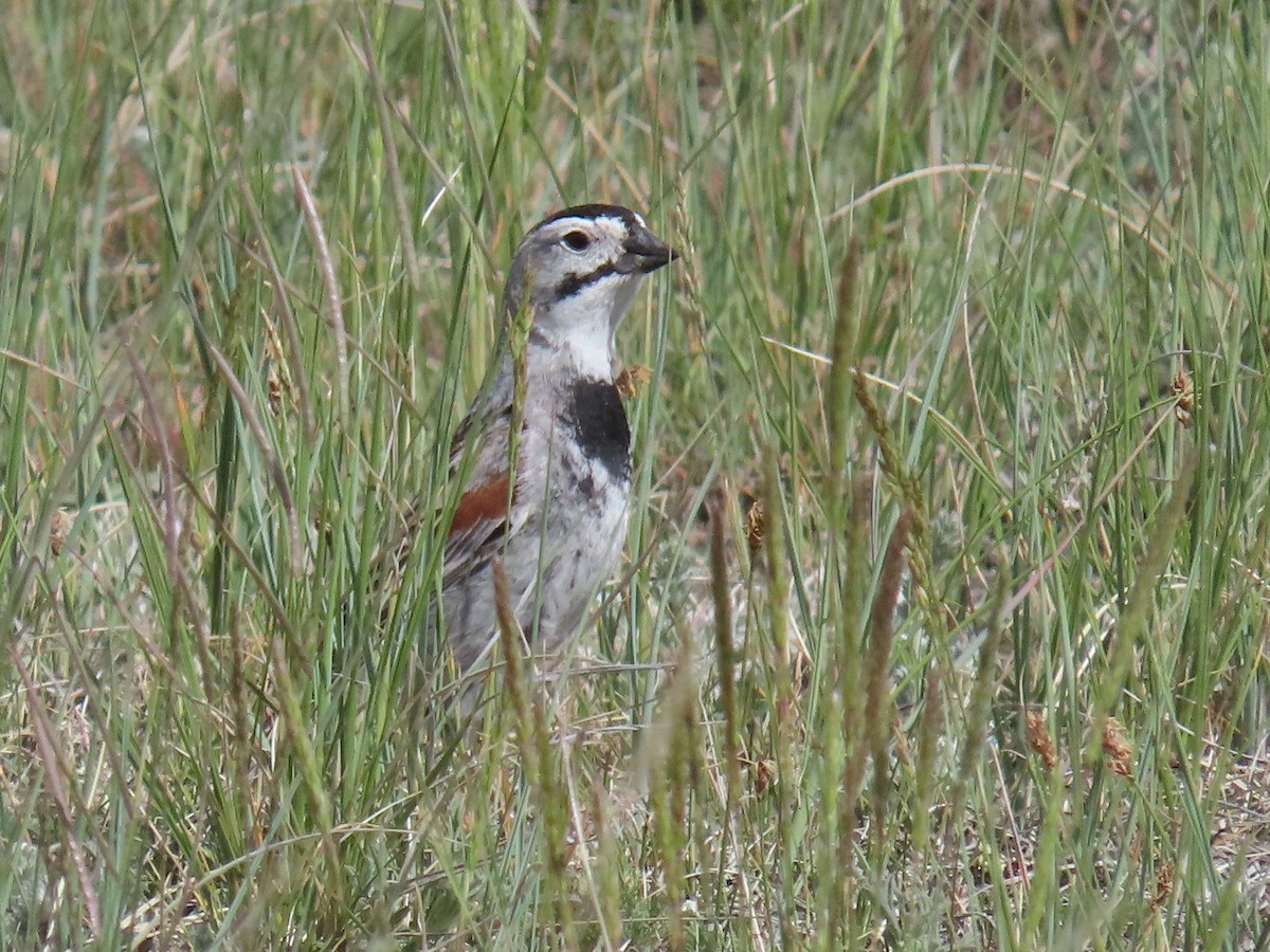 Thick-billed Longspur - ML620007829