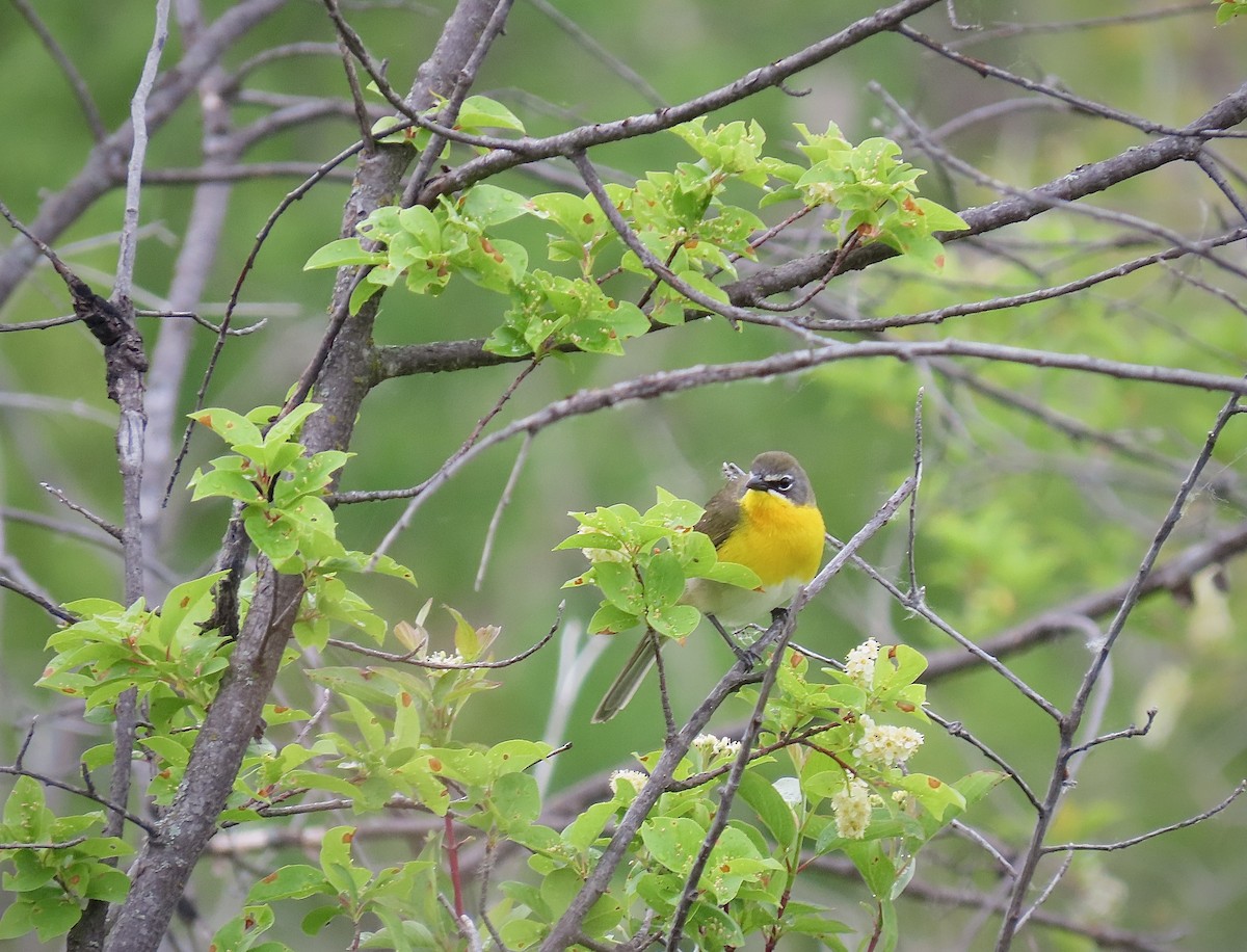 Yellow-breasted Chat - ML620007831