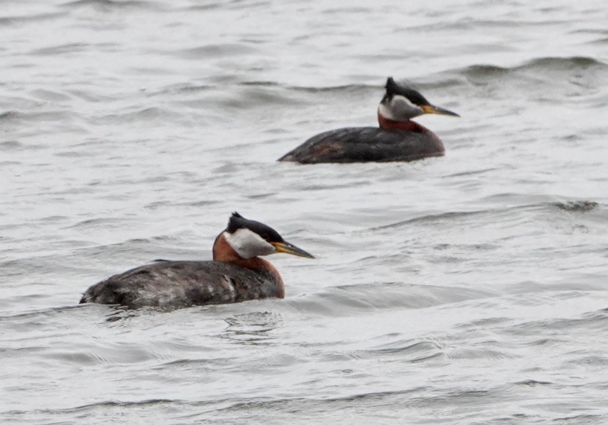 Red-necked Grebe - ML620007836