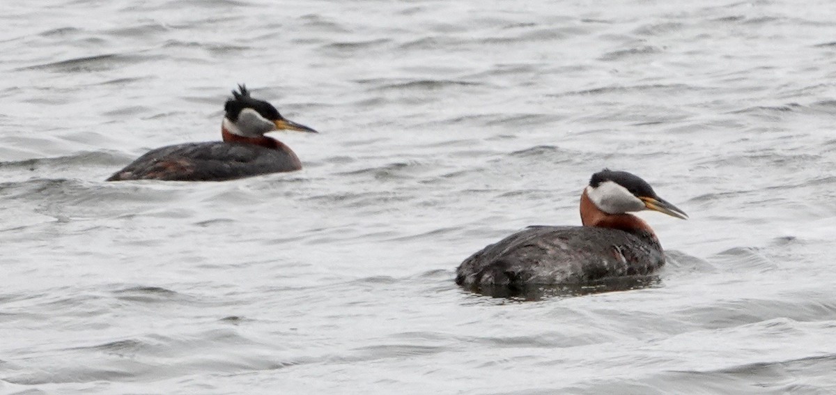 Red-necked Grebe - ML620007837