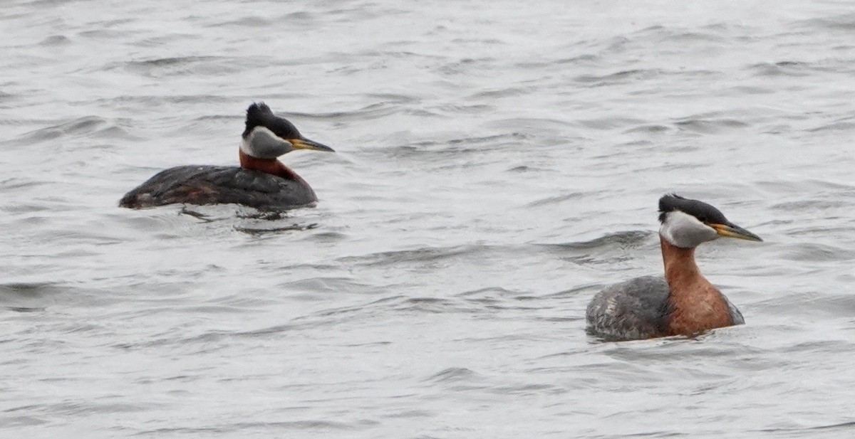Red-necked Grebe - ML620007838