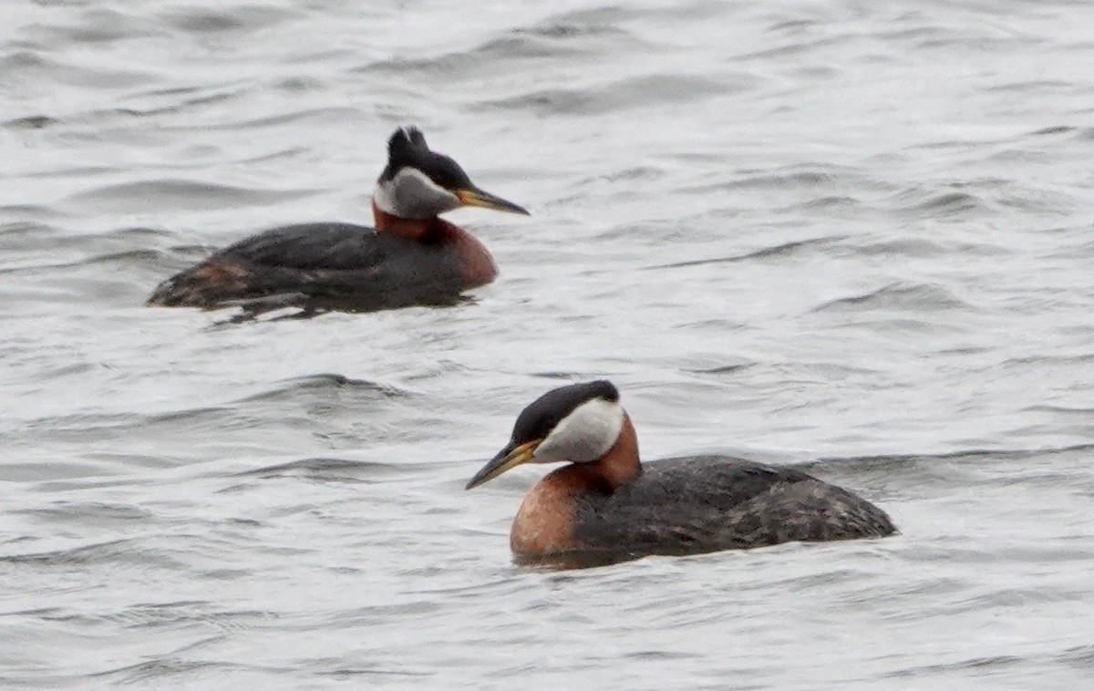 Red-necked Grebe - ML620007839