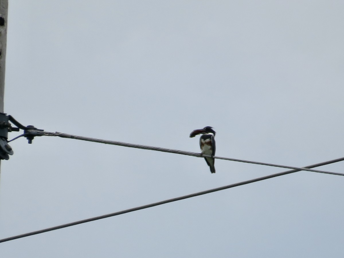 Belted Kingfisher - ML620007843