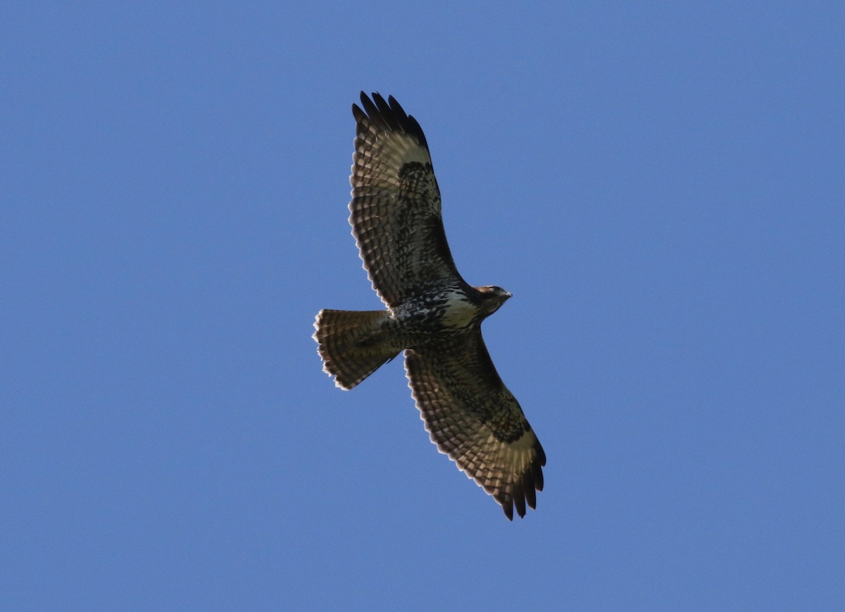 Red-tailed Hawk - ML620007846