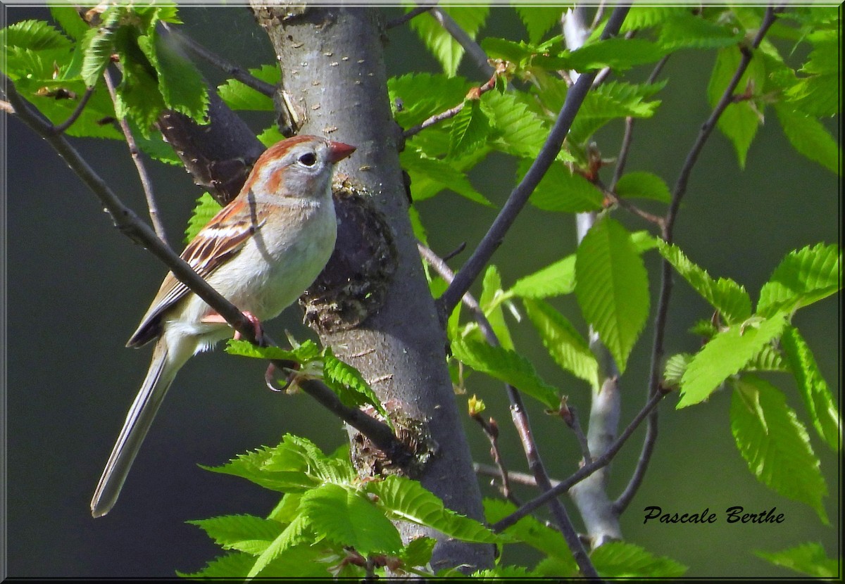 Field Sparrow - ML620007853