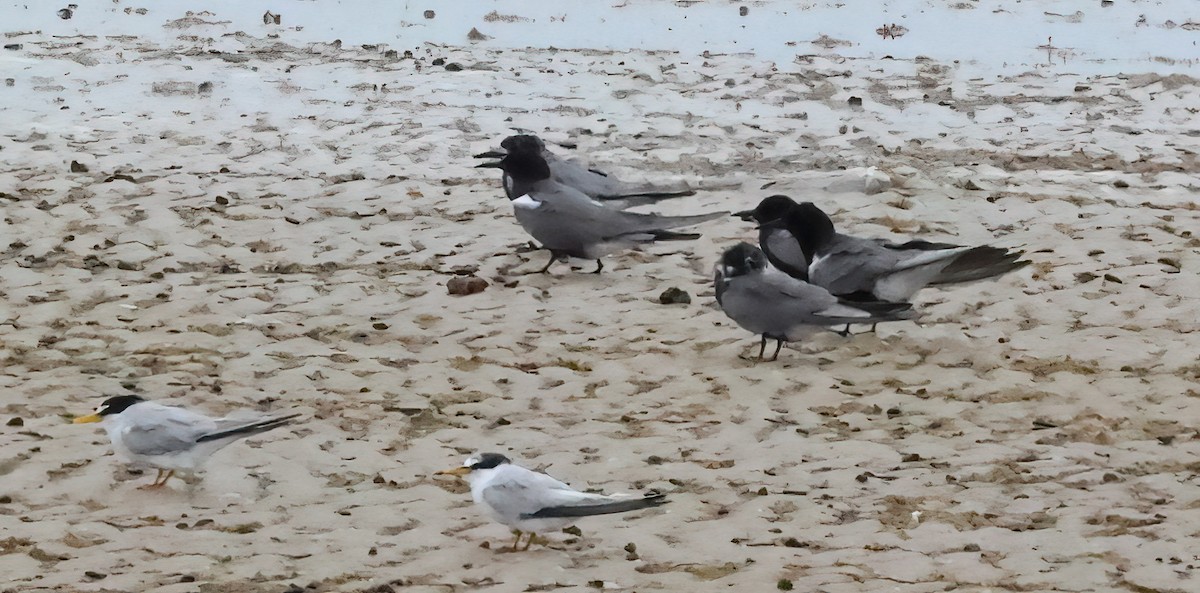 Black Tern - ML620007854