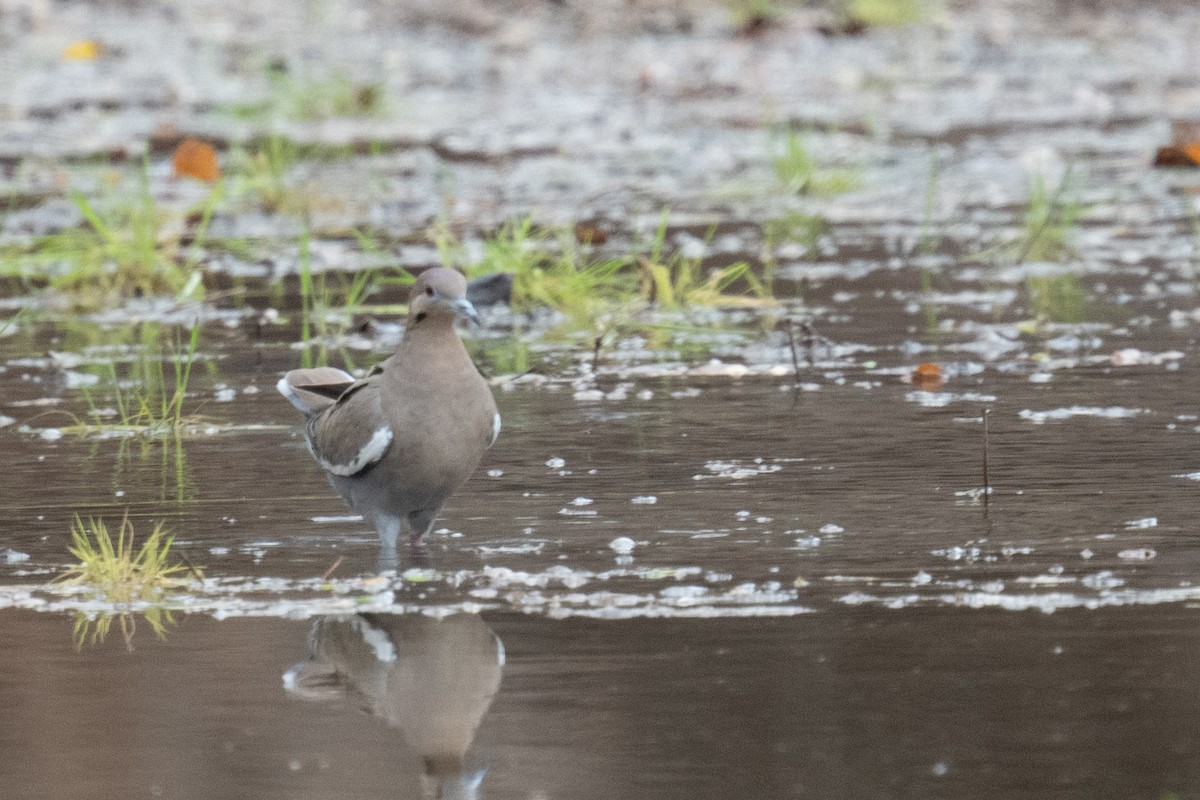 White-winged Dove - ML620007858