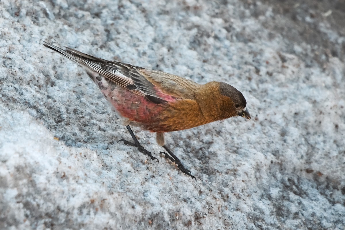 Brown-capped Rosy-Finch - ML620007872