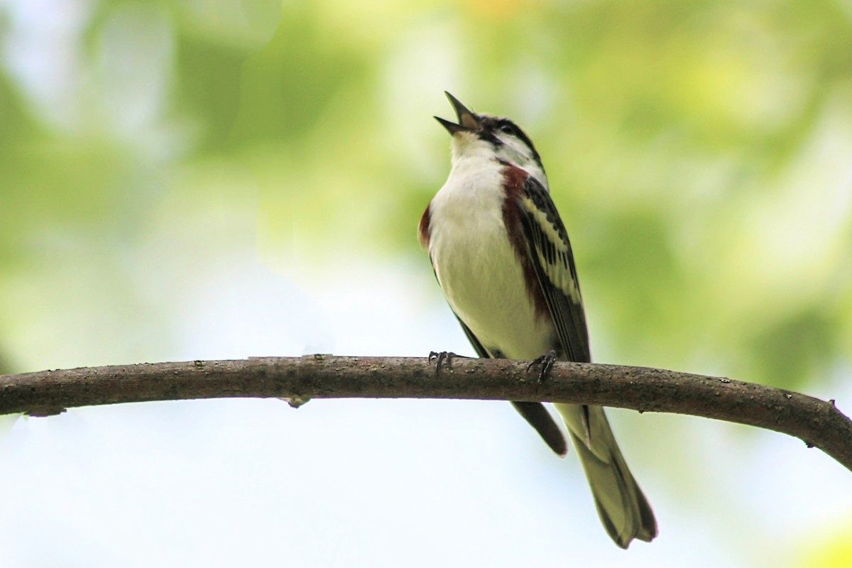 Chestnut-sided Warbler - ML620007881