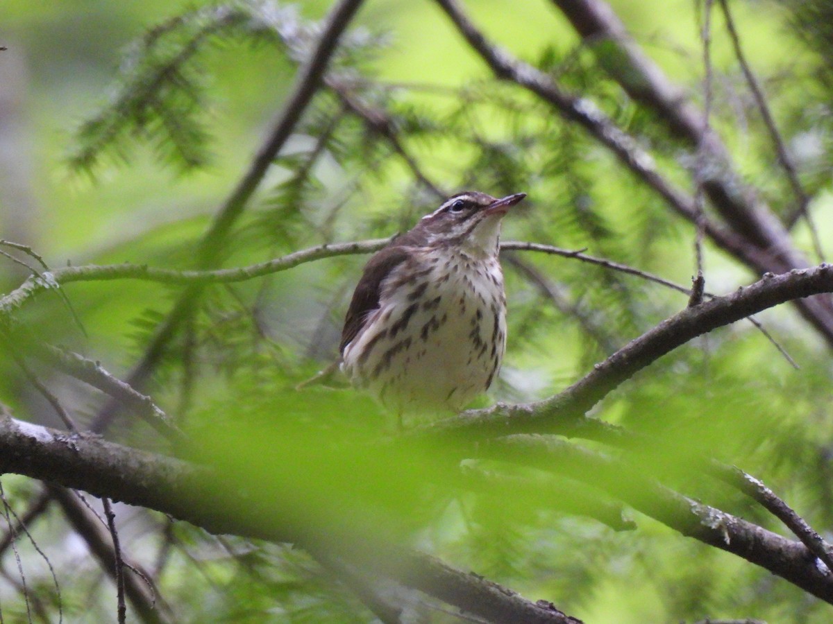 Louisiana Waterthrush - ML620007887