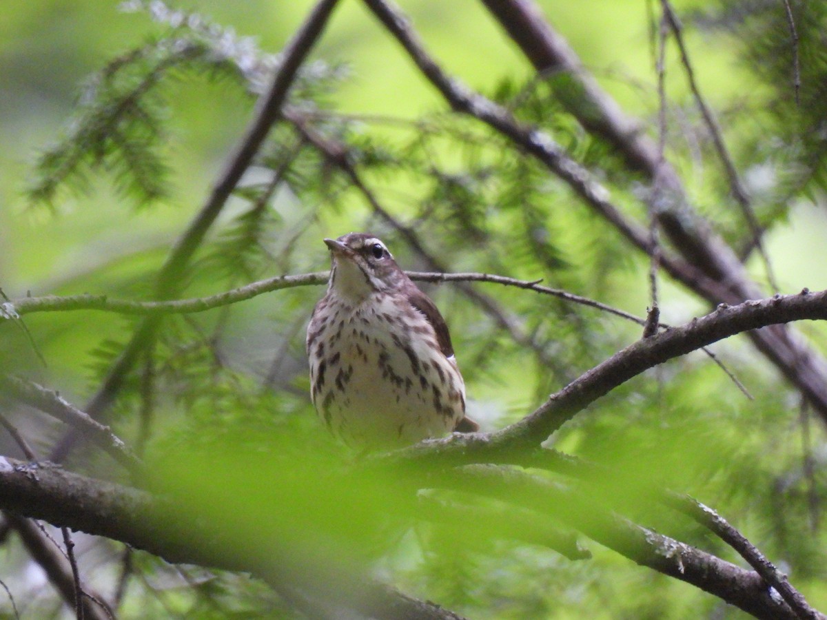 Louisiana Waterthrush - ML620007888