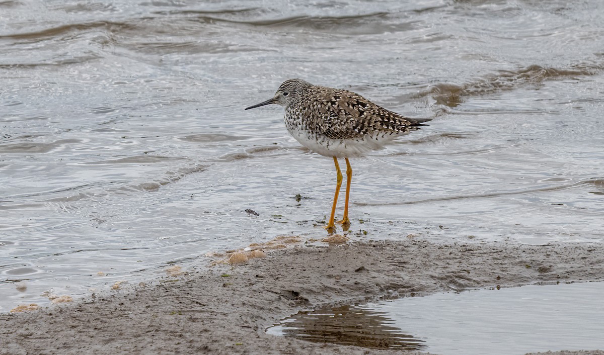 Lesser Yellowlegs - ML620007897