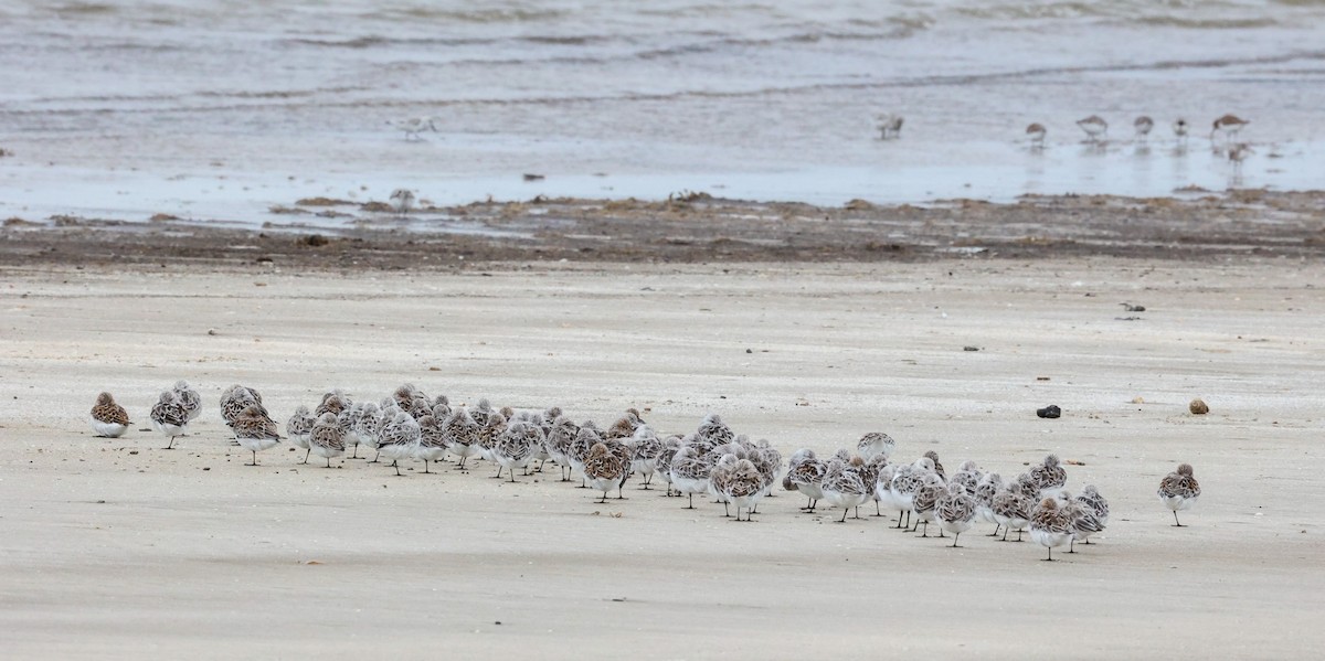 Bécasseau sanderling - ML620007907