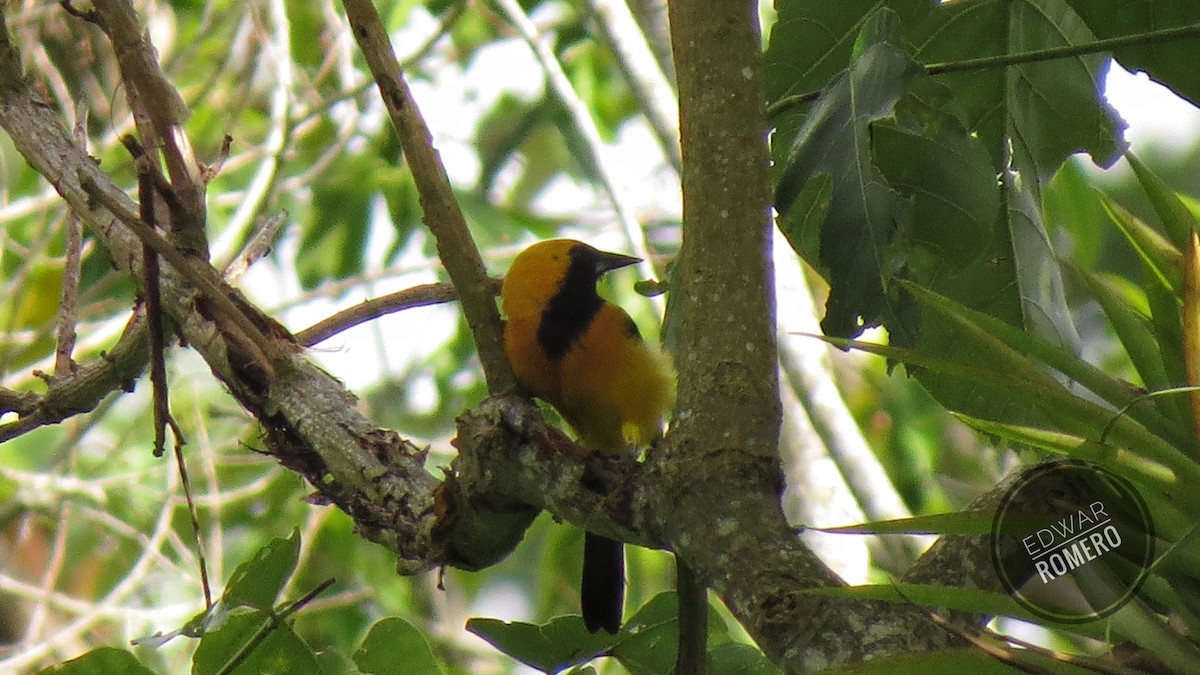 Yellow-backed Oriole - ML620007917