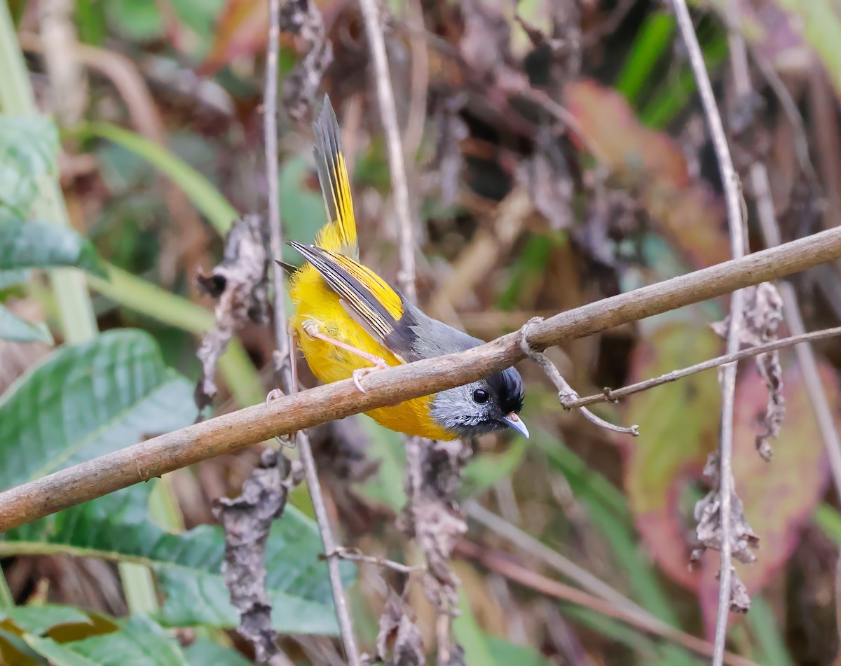 Golden-breasted Fulvetta - ML620007918