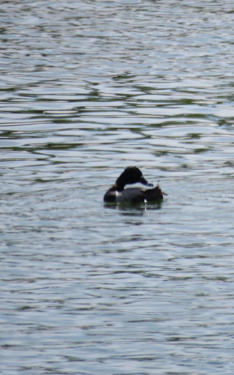 Ring-necked Duck - ML620007919