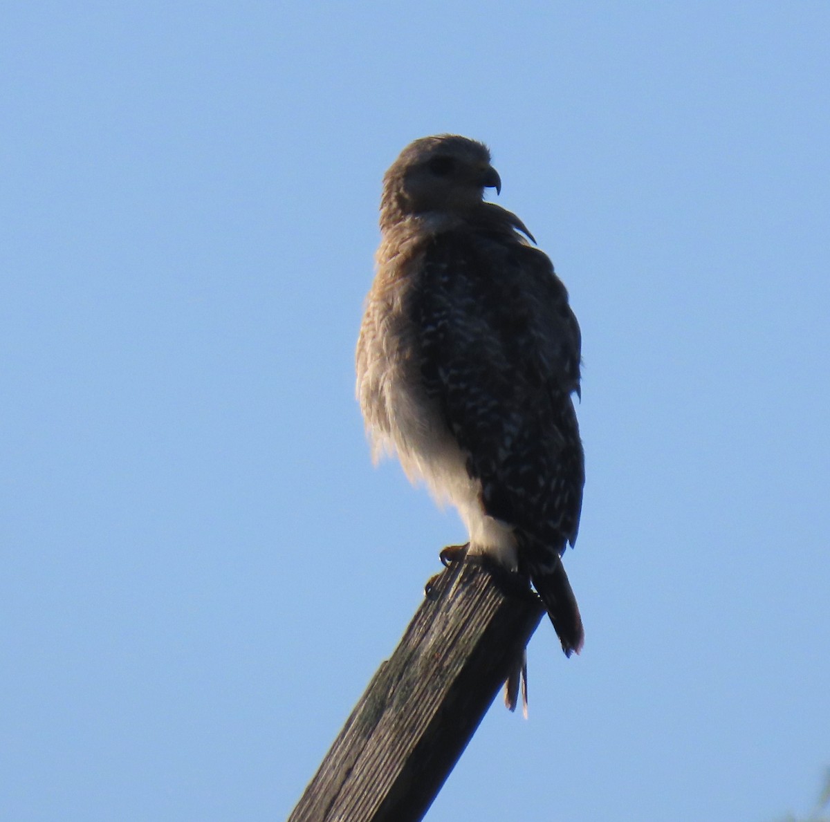 Red-shouldered Hawk - ML620007921