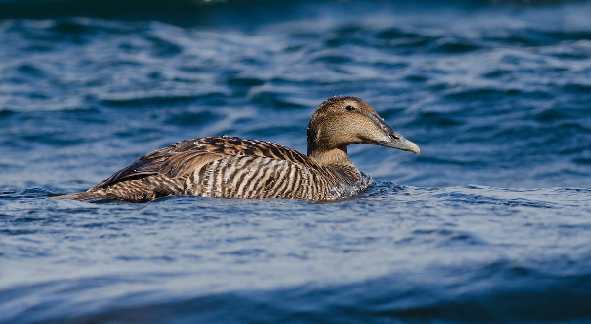 Common Eider - ML620007929