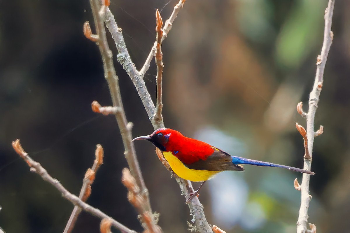 Mrs. Gould's Sunbird - ML620007936