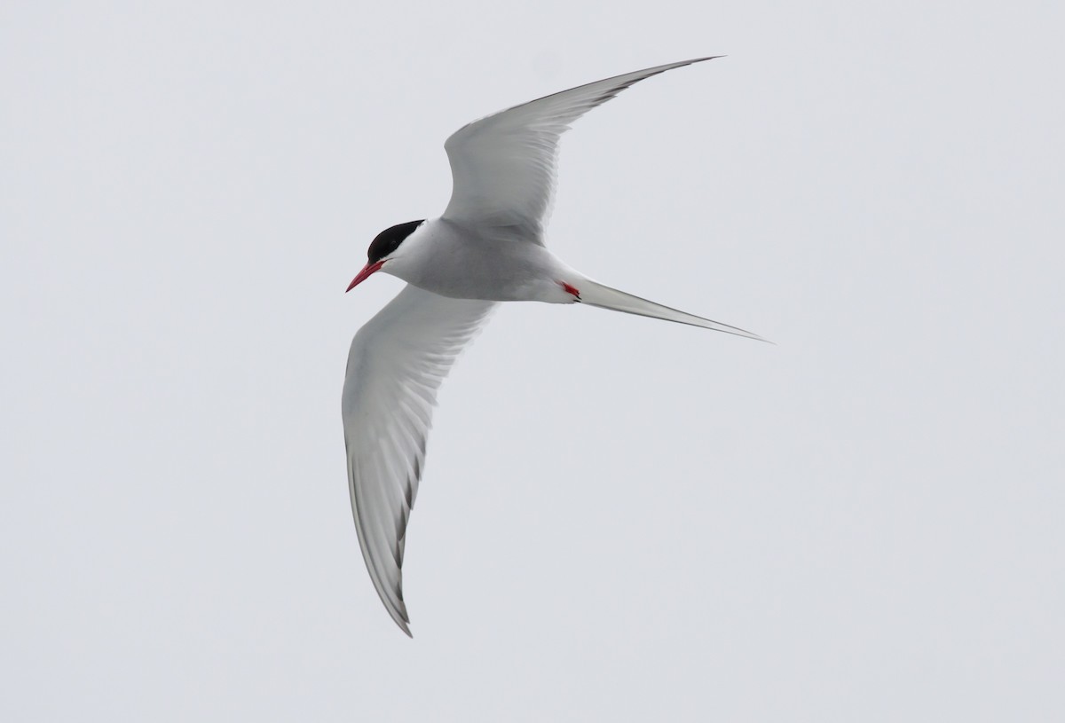 Arctic Tern - ML620007937