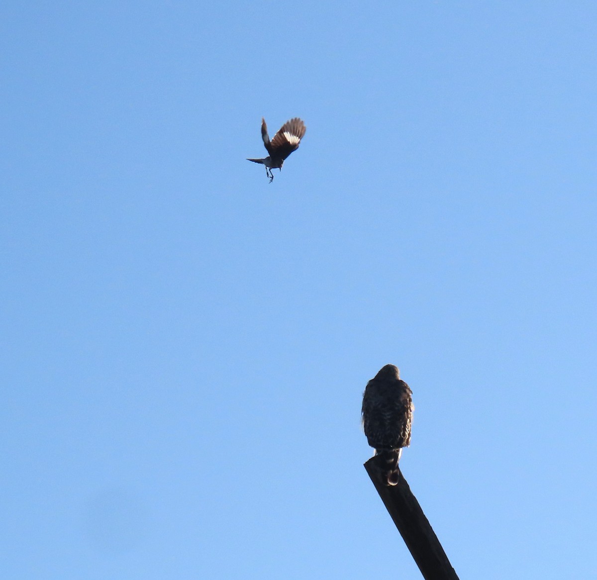 Northern Mockingbird - ML620007944