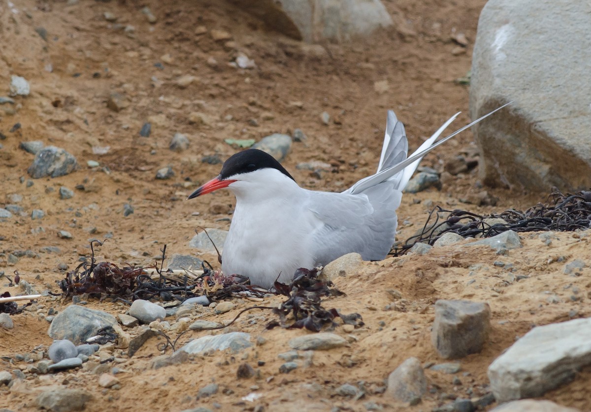 Common Tern - ML620007949