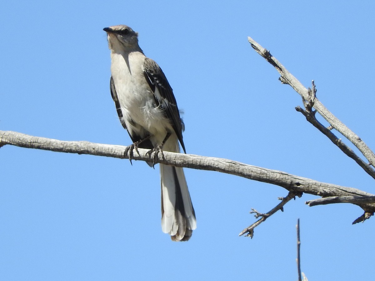 Northern Mockingbird - ML620007953