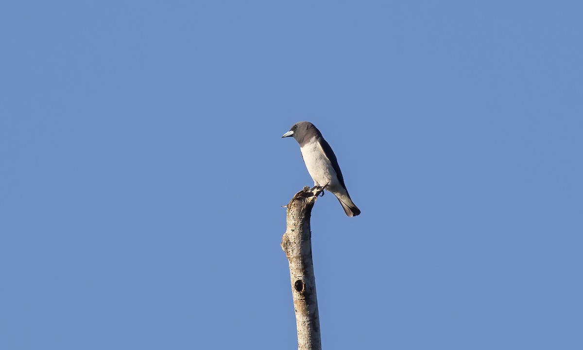 White-breasted Woodswallow - ML620007972